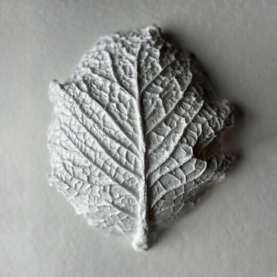Cabbage leaf